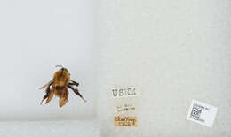 Image of Bombus opulentus Smith 1861