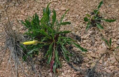 Imagem de Oenothera howardii (A. Nels.) W. L. Wagner