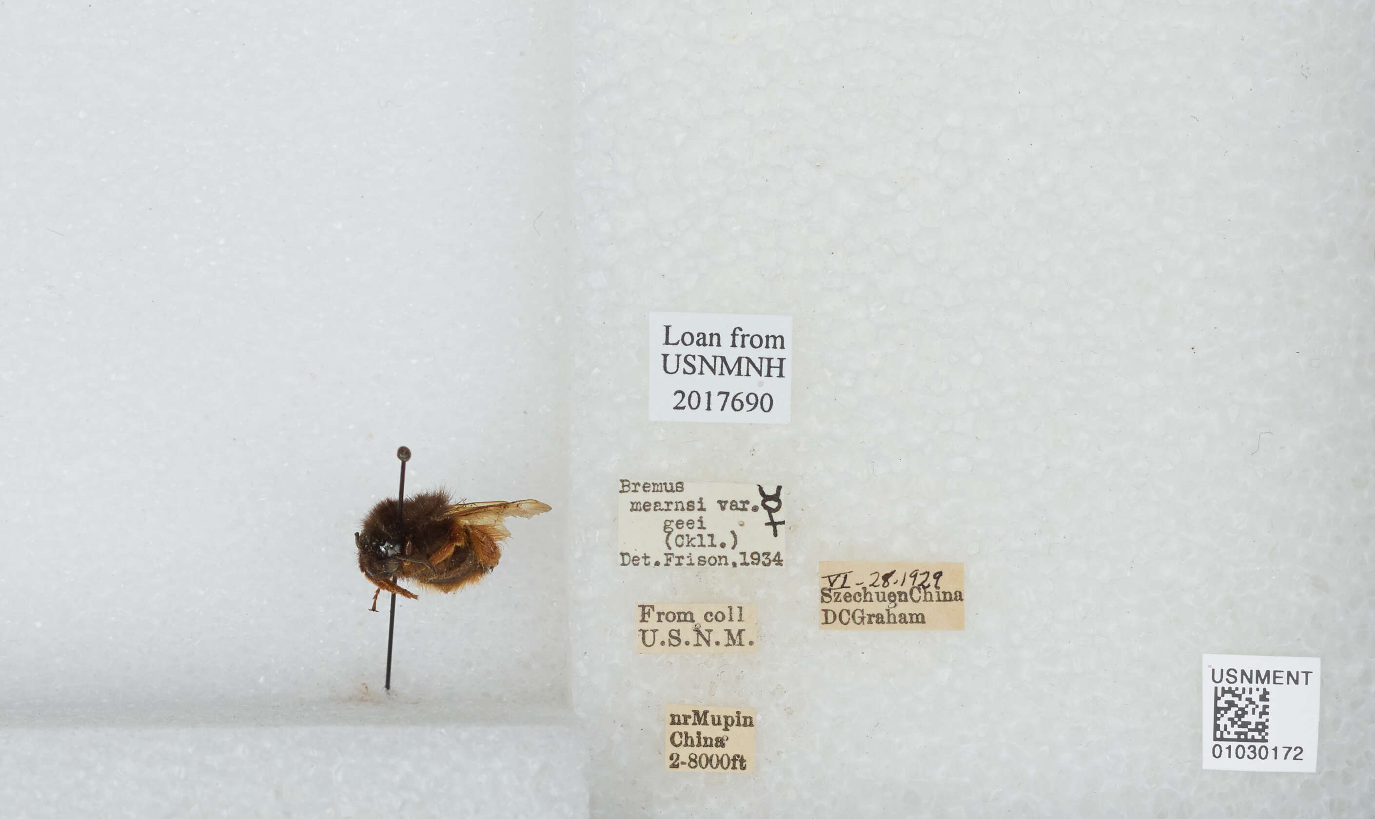 Image of Bombus flavescens Smith 1852