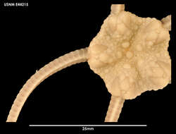 Image of Ophiuroglypha carinifera (Koehler 1901)