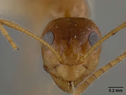 Image of False Honey Ant