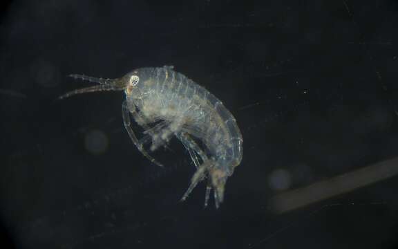 Image of Amphipoda