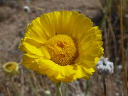 Image of Asteraceae