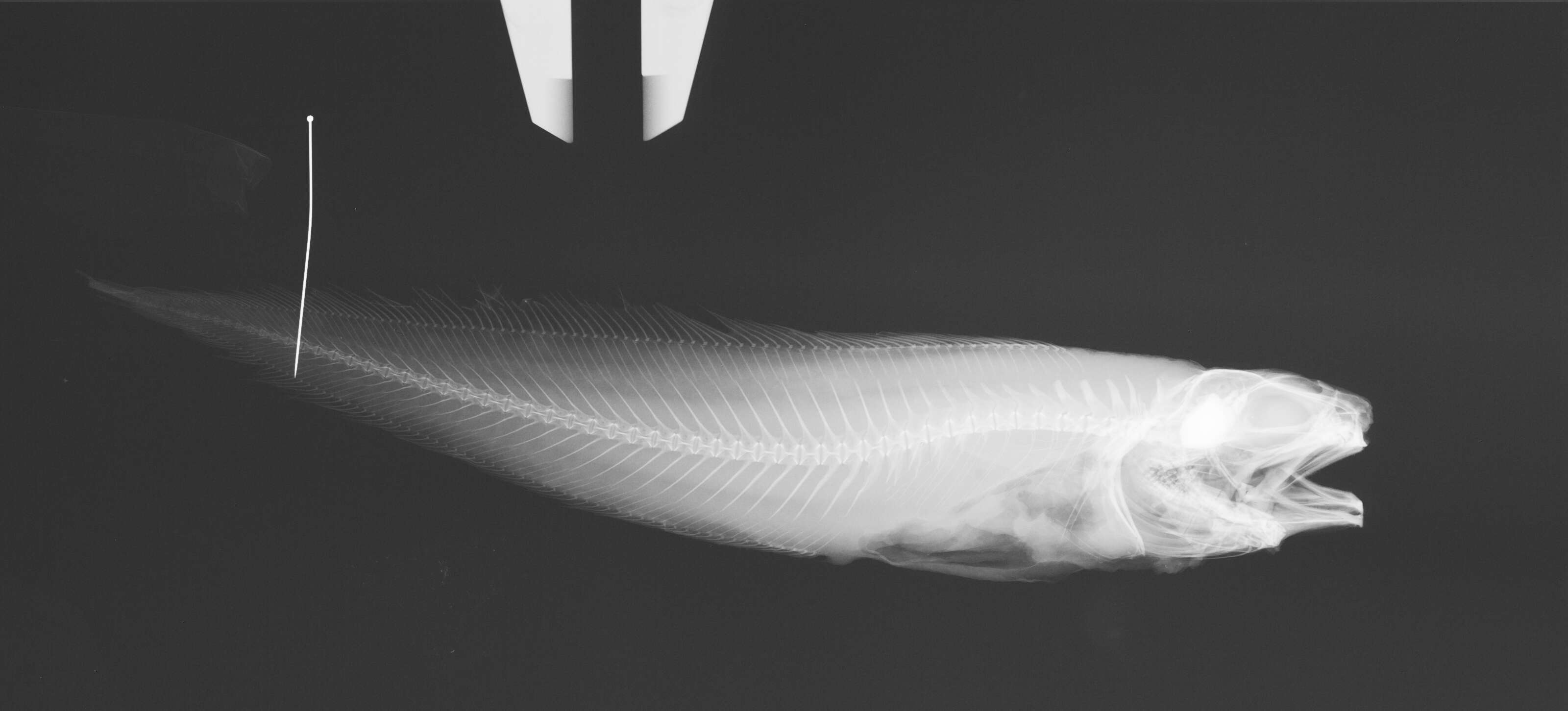 Image of Monomitopus pallidus Smith & Radcliffe 1913
