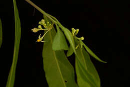 Image of twoleaf nightshade