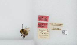 Image of Bombus jonellus (Kirby 1802)