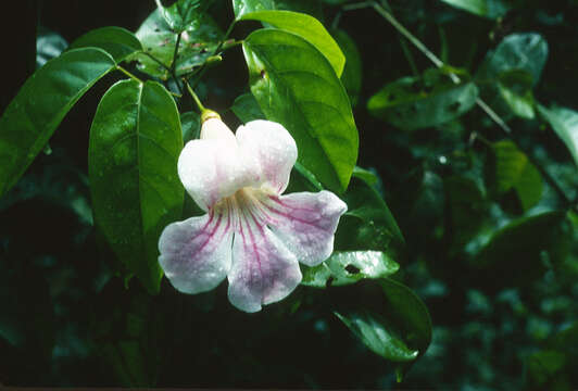 Image de Bignonia aequinoctialis L.