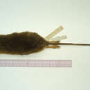 Image of Greater Marsh Rat