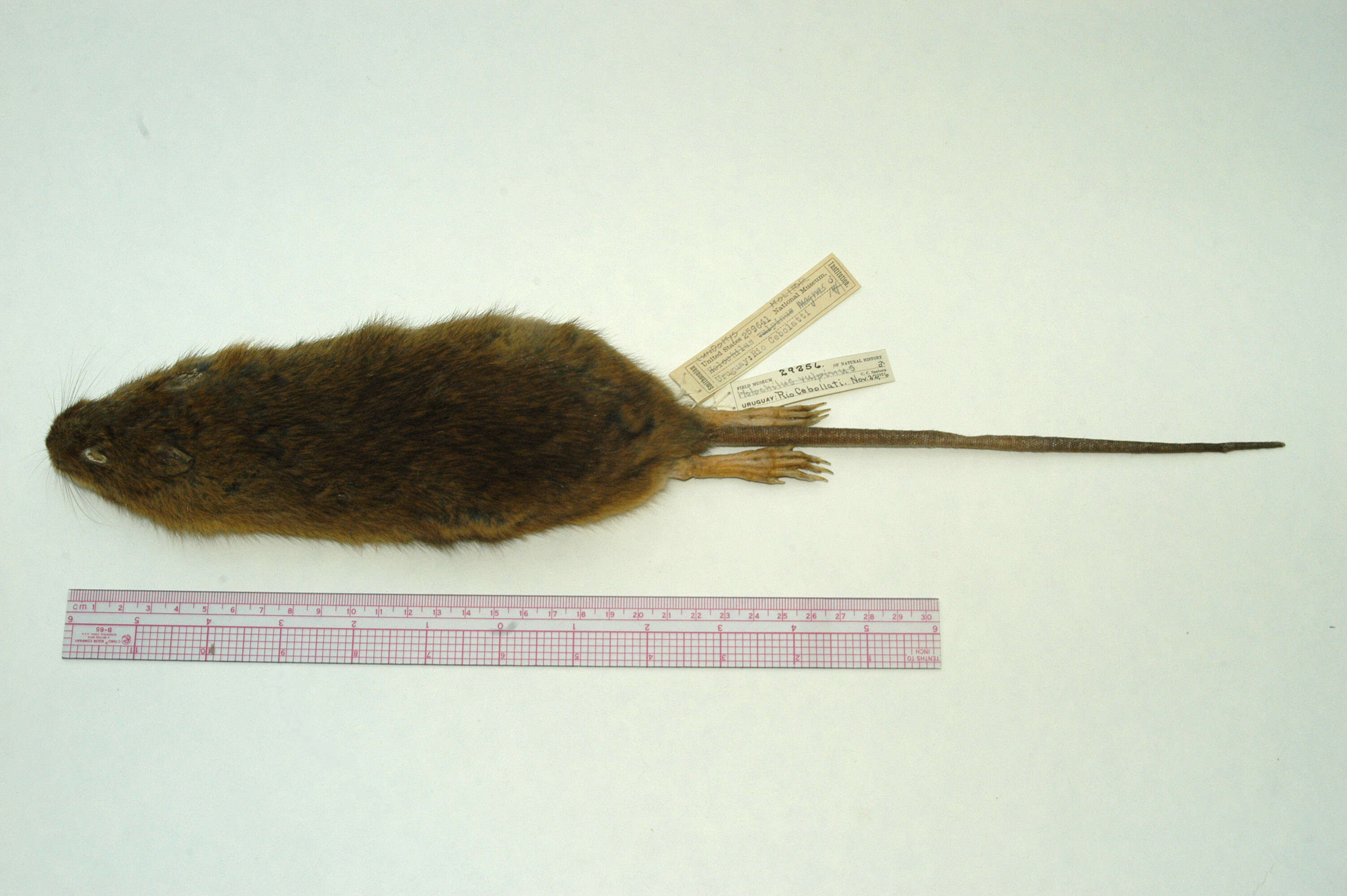 Image of Greater Marsh Rat