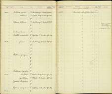 Phaethornis striigularis subrufescens Chapman 1917 resmi