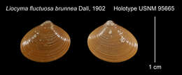 Image de Liocyma fluctuosa brunnea Dall 1902