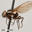 صورة Syllimnophora vitiventris Malloch 1934