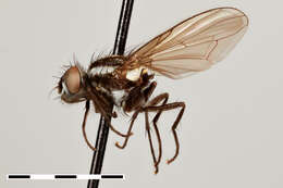 Syllimnophora vitiventris Malloch 1934的圖片