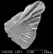 Image of Aglaoprimnoa stefanii Bayer 1996