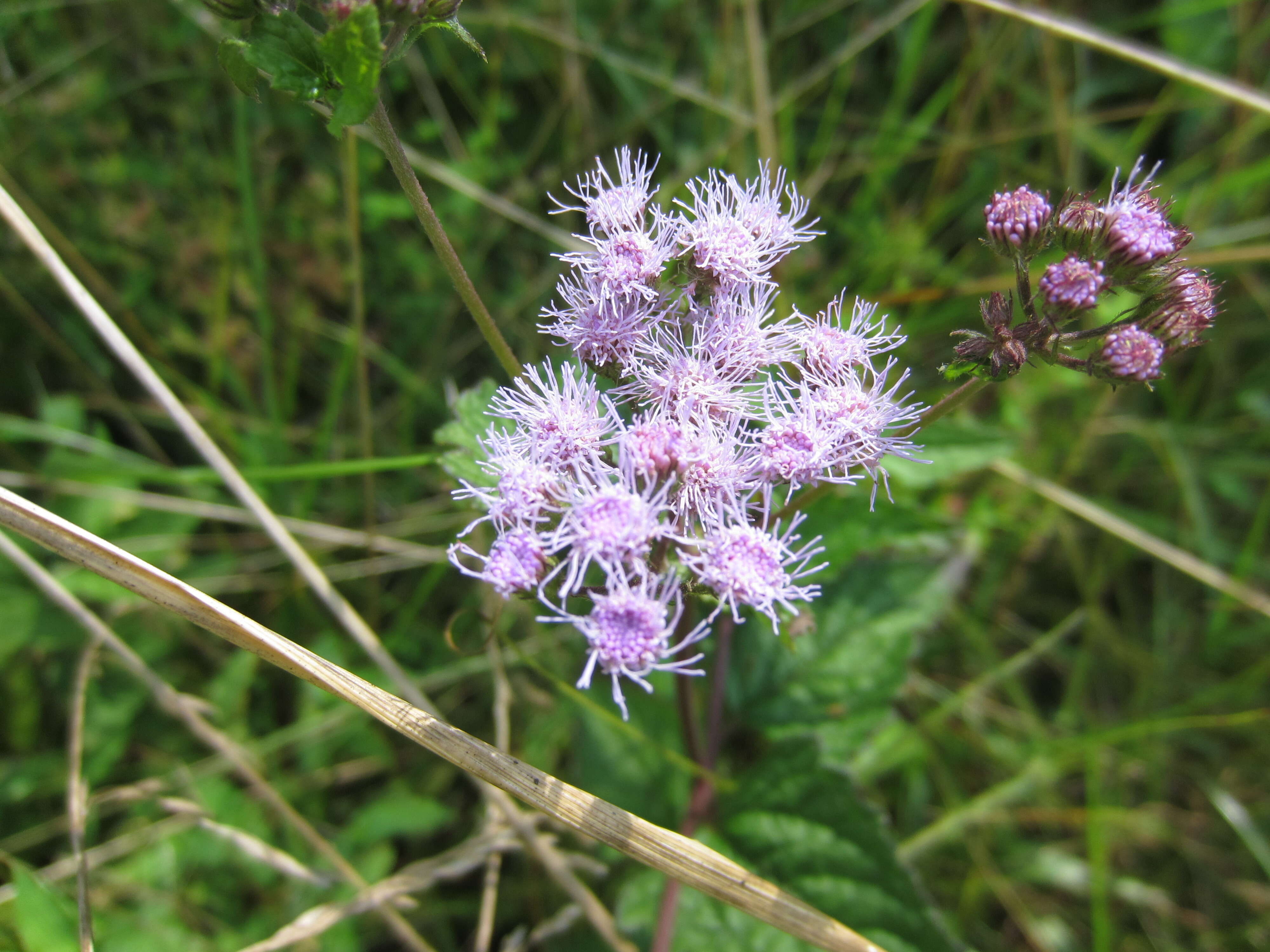 Image of blue mistflower