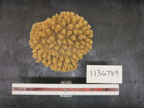 Слика од Acropora digitifera (Dana 1846)