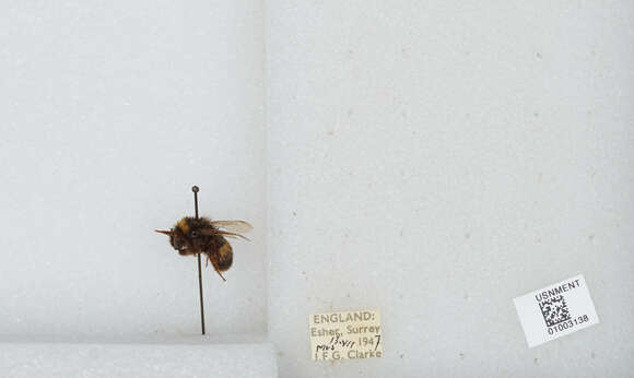 Image of White-tailed bumblebee