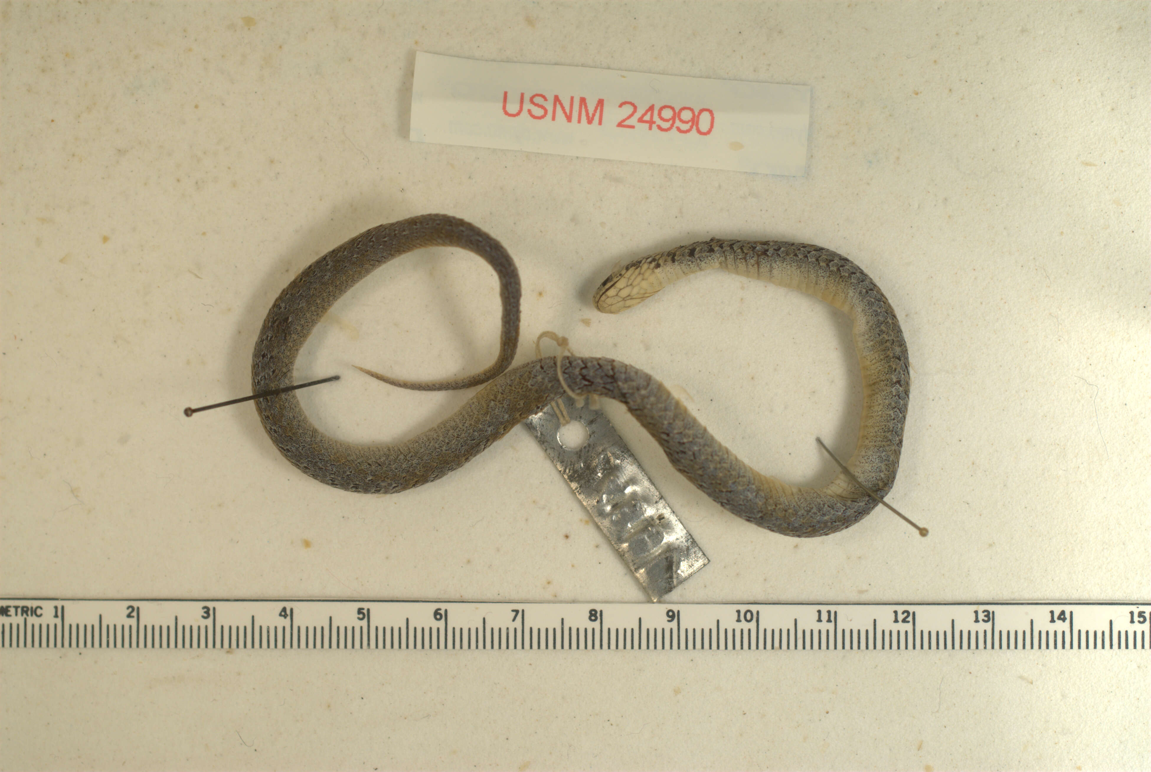 Image of Mexican Brown Snake