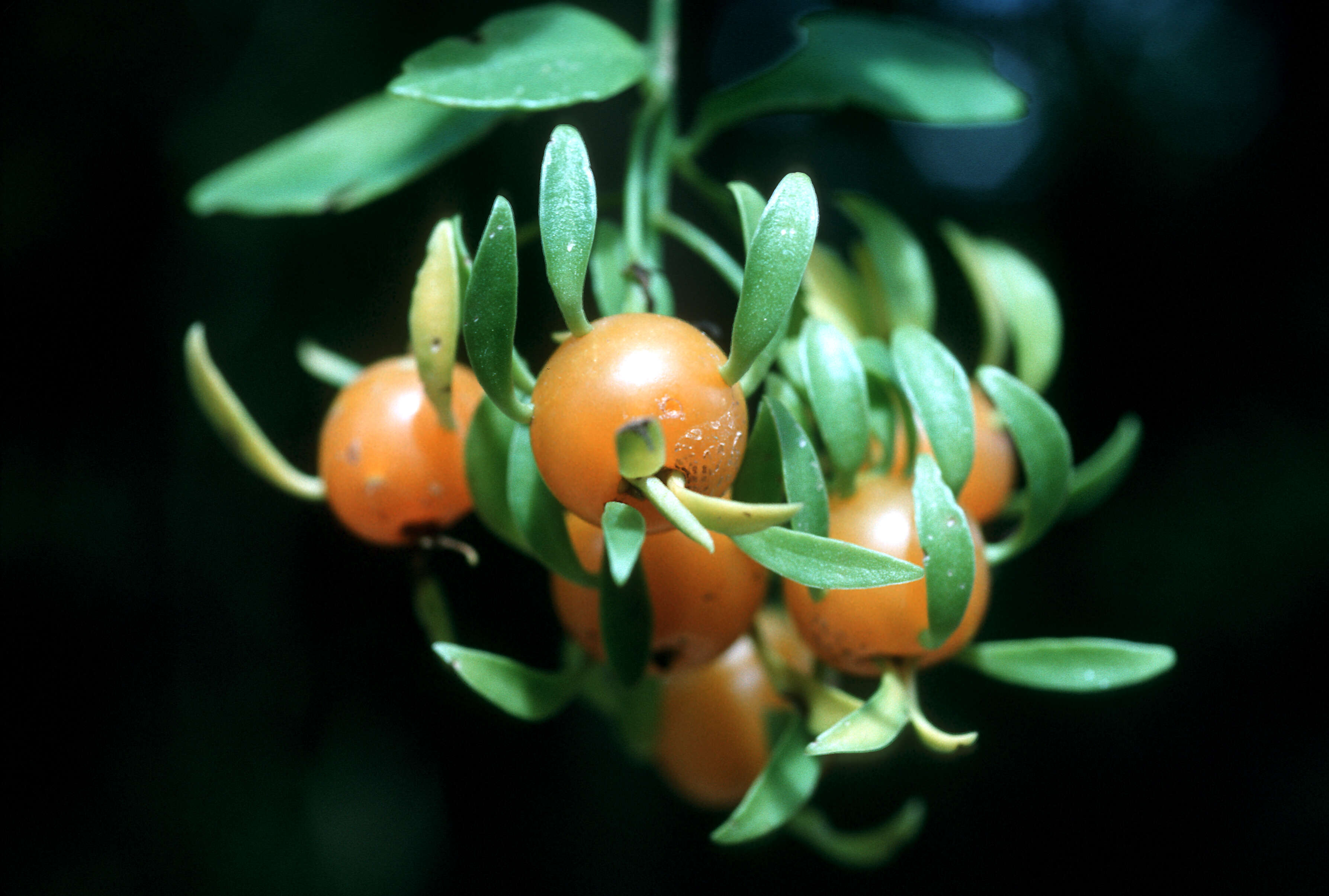 Image of Barbados shrub