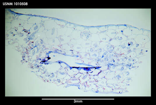 Image of Alcyonidium epispiculum Porter & Hayward 2004