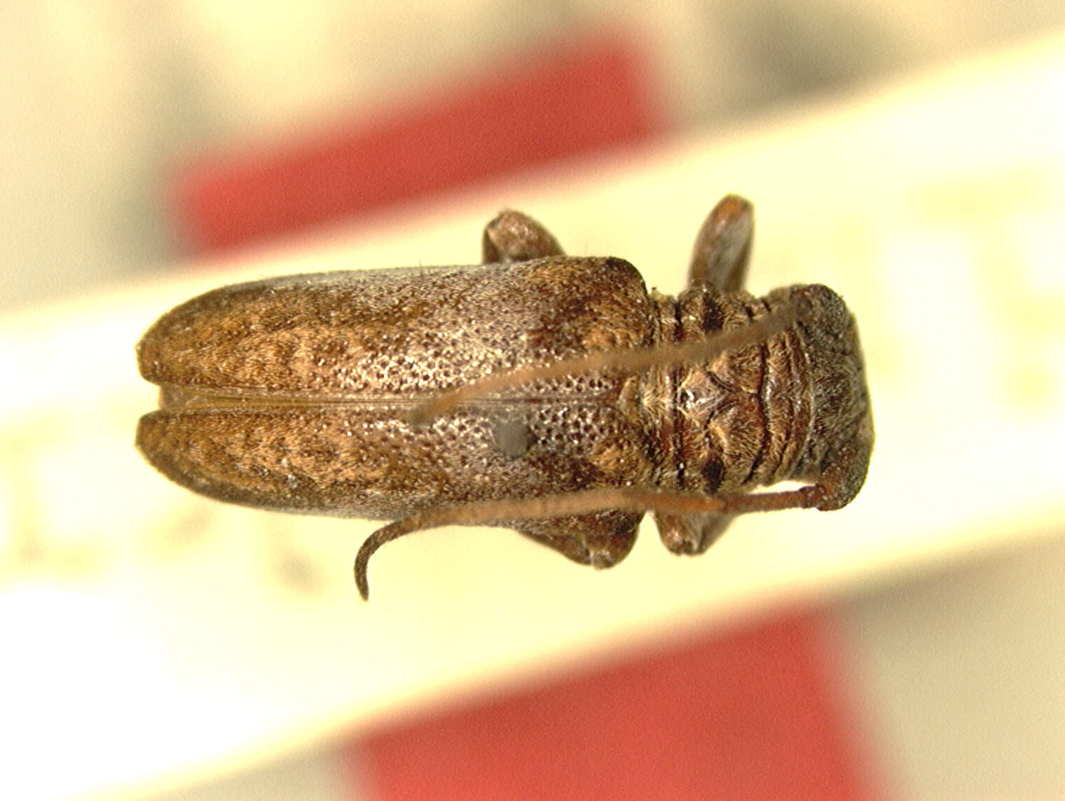 Imagem de Tetraulax albolateralis Breuning 1940