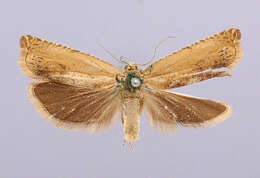 Слика од Hystrichophora stygiana californiae Heinrich 1923