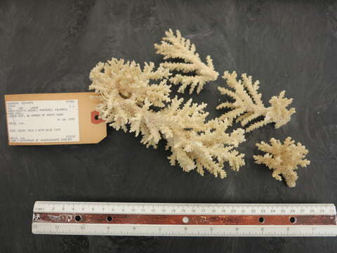 Слика од Acropora echinata (Dana 1846)