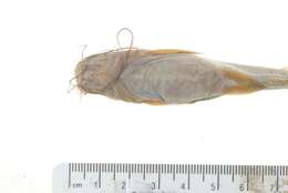 Image of Striped catfish