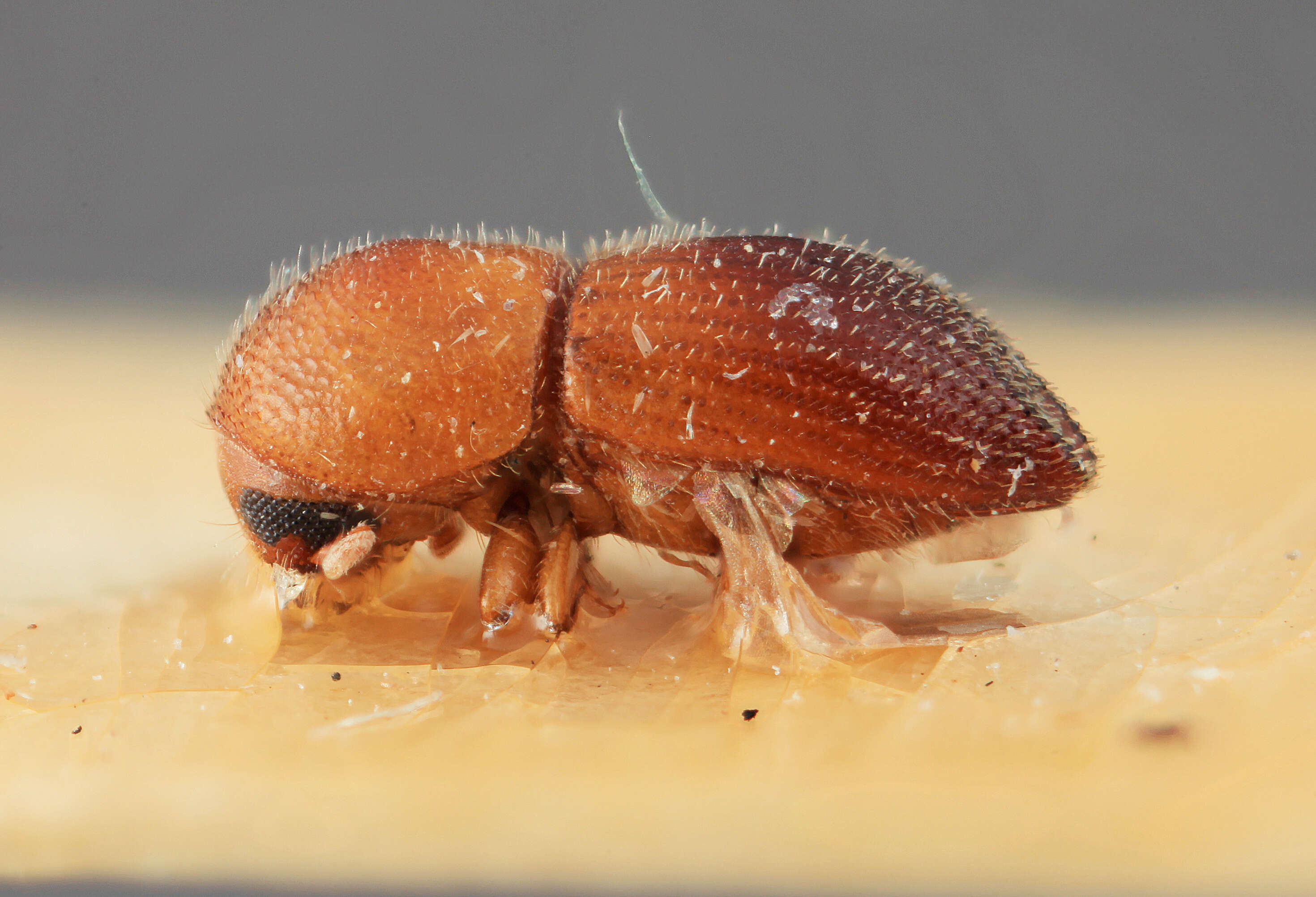 Image of Coptoborus schulzi Wood 2007