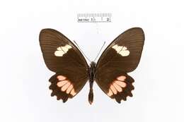 صورة Parides eurimedes (Stoll 1782)