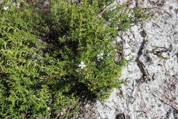 Image of Rough False Hedge-Nettle