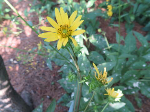 Silphium radula var. gracile (A. Gray) J. A. Clevinger resmi