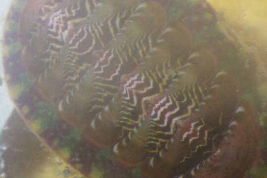 Image of Hidden Chiton