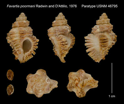 Image of Pygmaepterys poormani (Radwin & D' Attilio 1976)