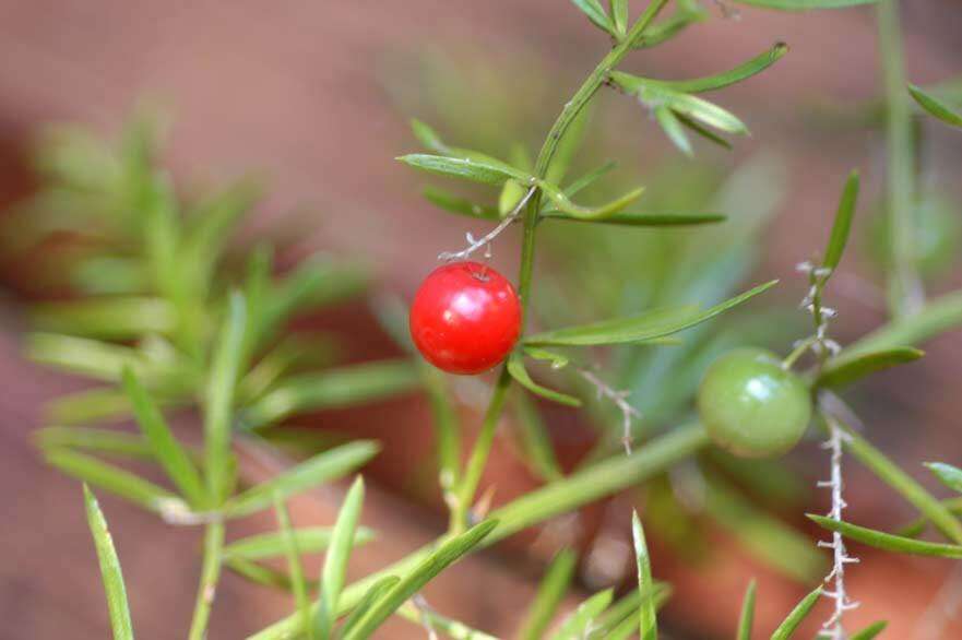 Image of Cwebe asparagus fern