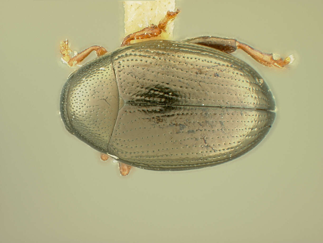 Image of Chaetocnema coacta R. White 1996