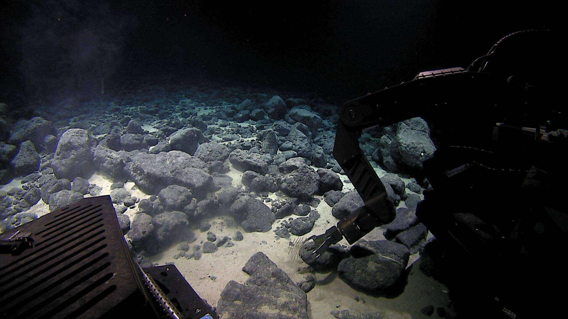 Image of Extended Black Coral