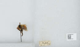 Image de Bombus sylvicola Kirby 1837