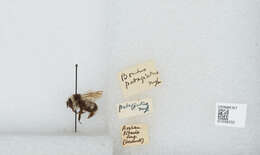 Image of Bombus patagiatus Nylander 1848