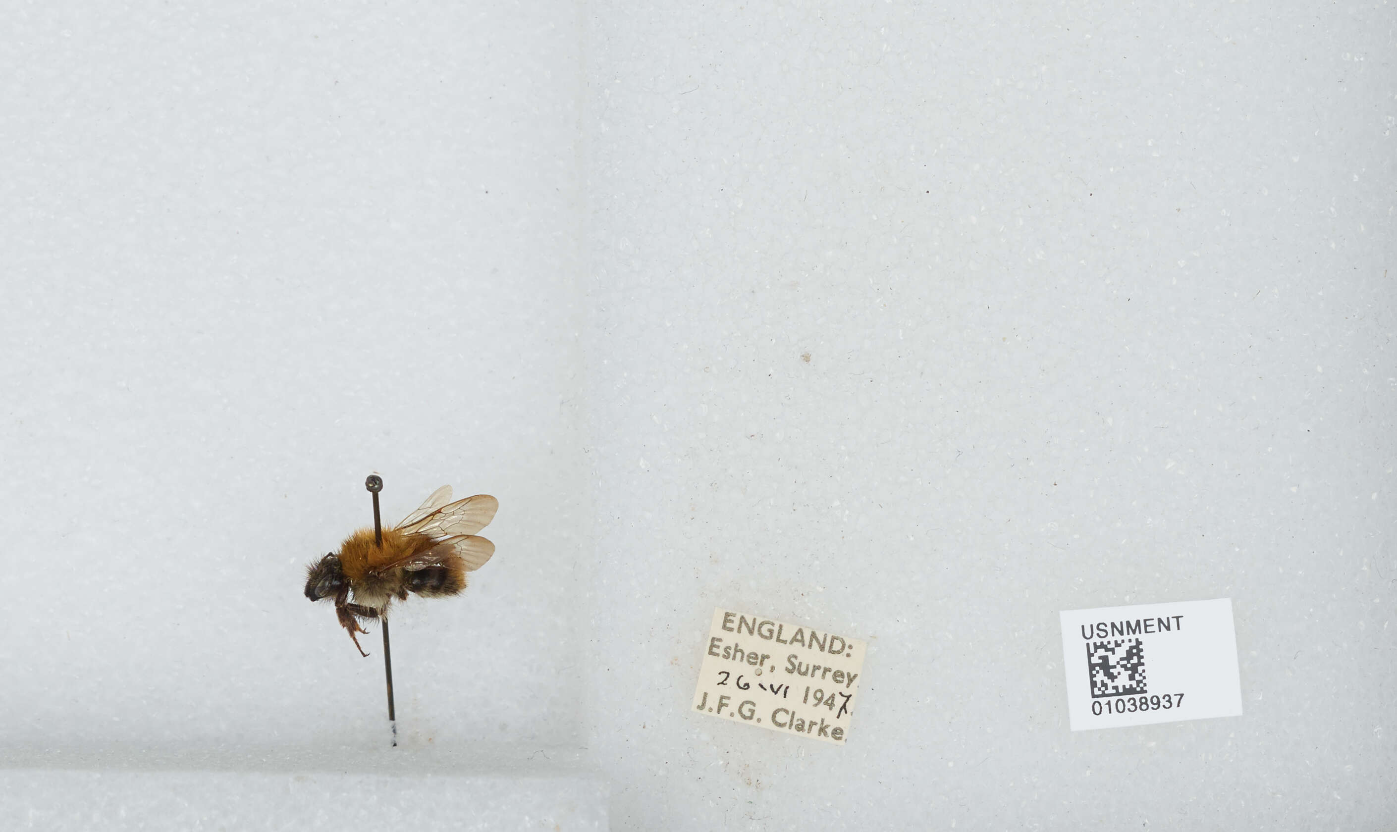 Image of Common carder bumblebee