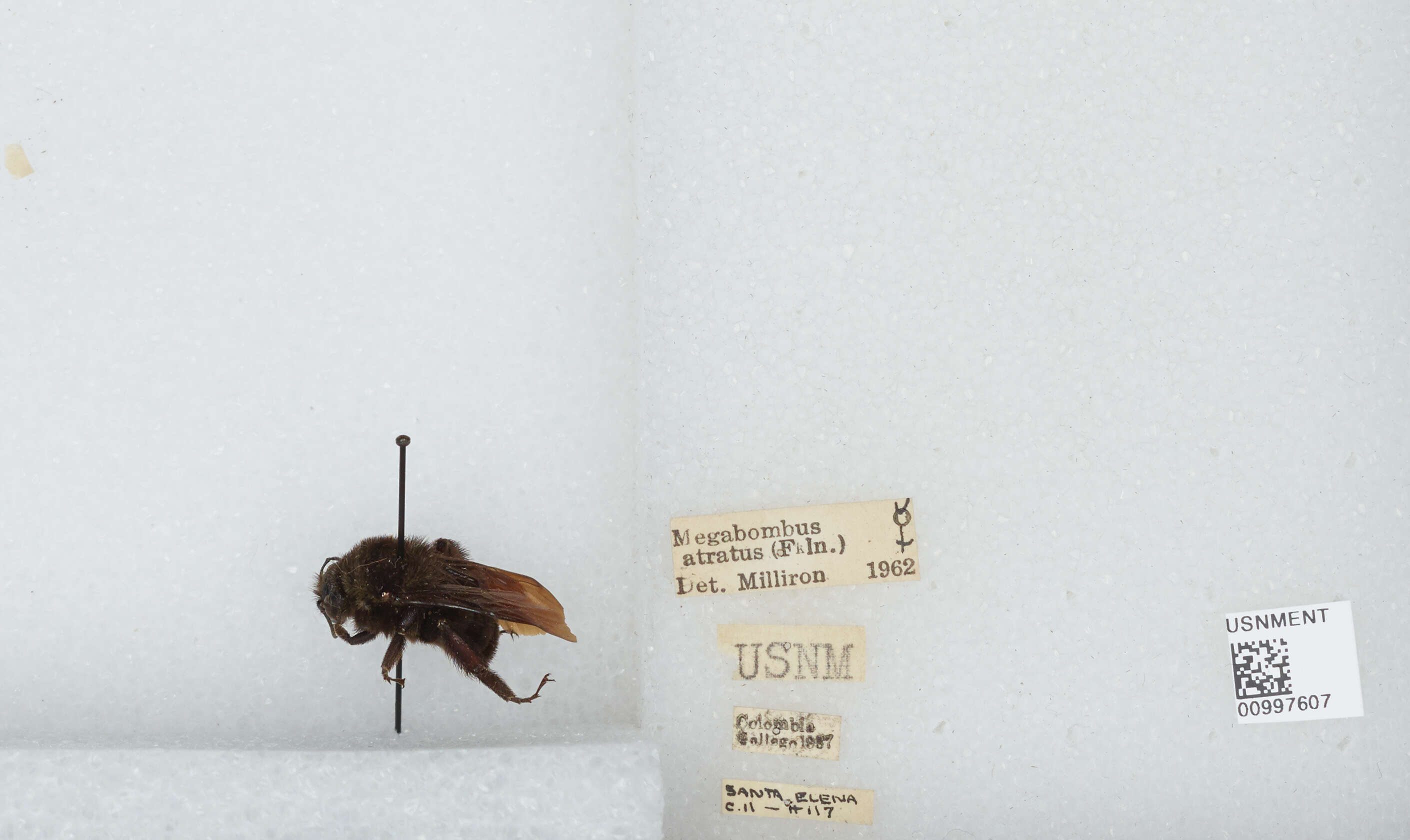 Image of Bombus pauloensis Friese 1912