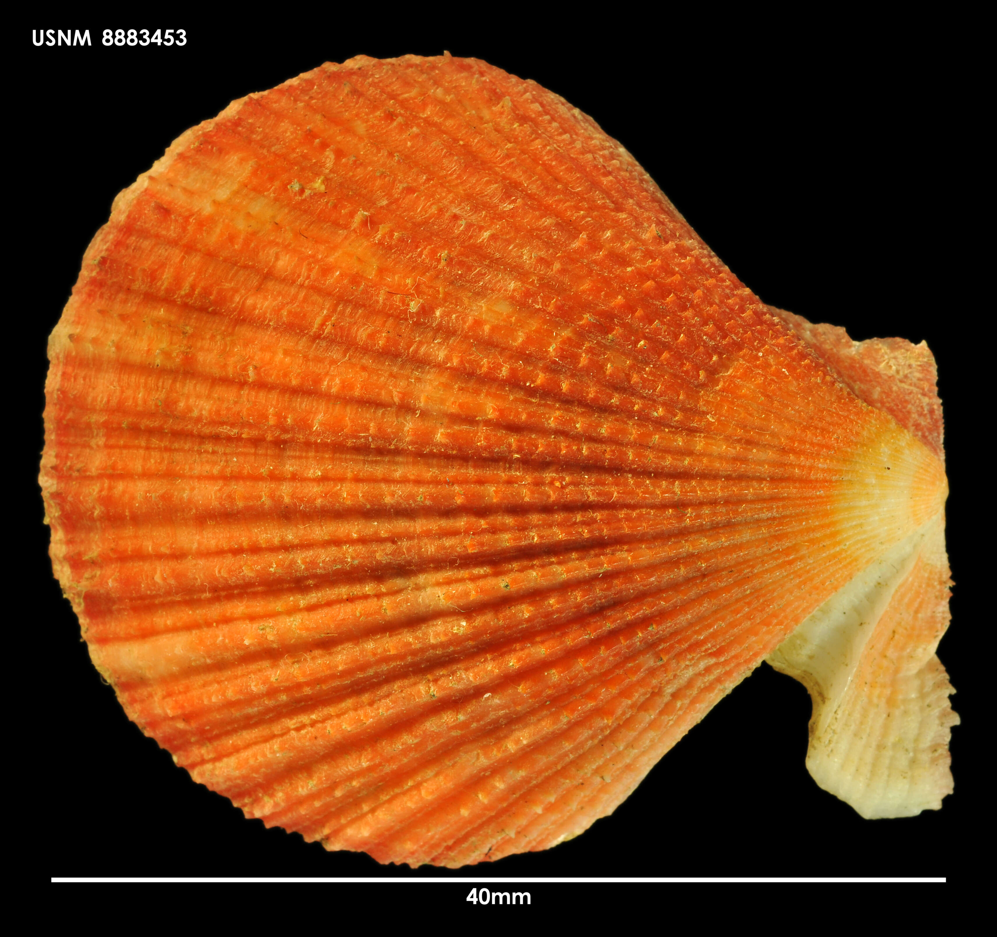 Image of <i>Chlamys zelandiae</i>