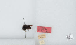 Image of Bombus pauloensis Friese 1912