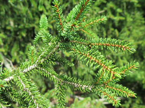 Image of Caucasian Spruce