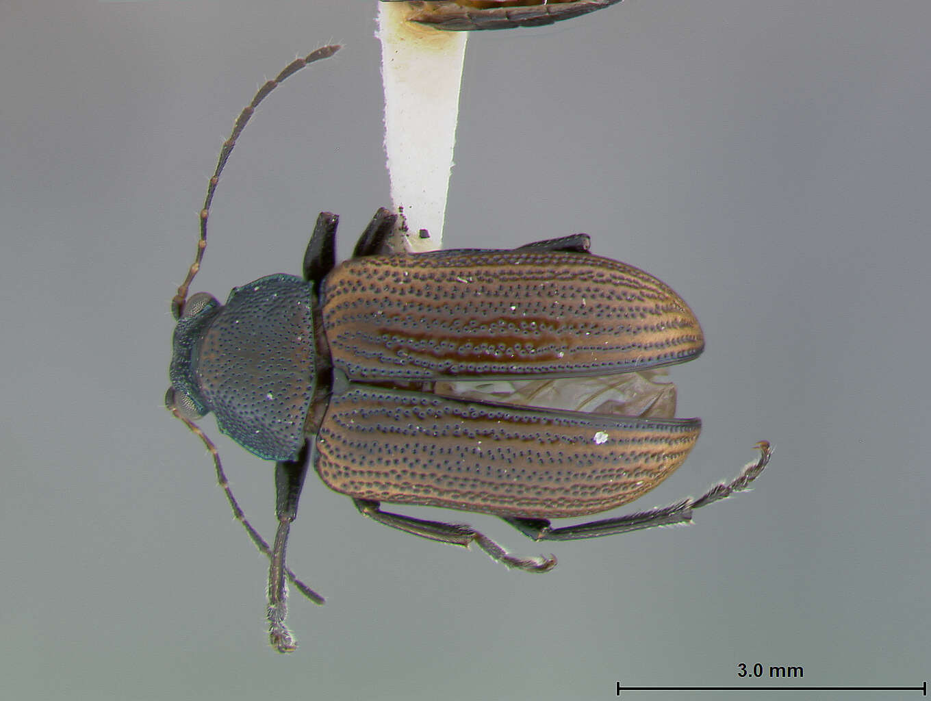 Image of Colaspis melaina Blake 1974