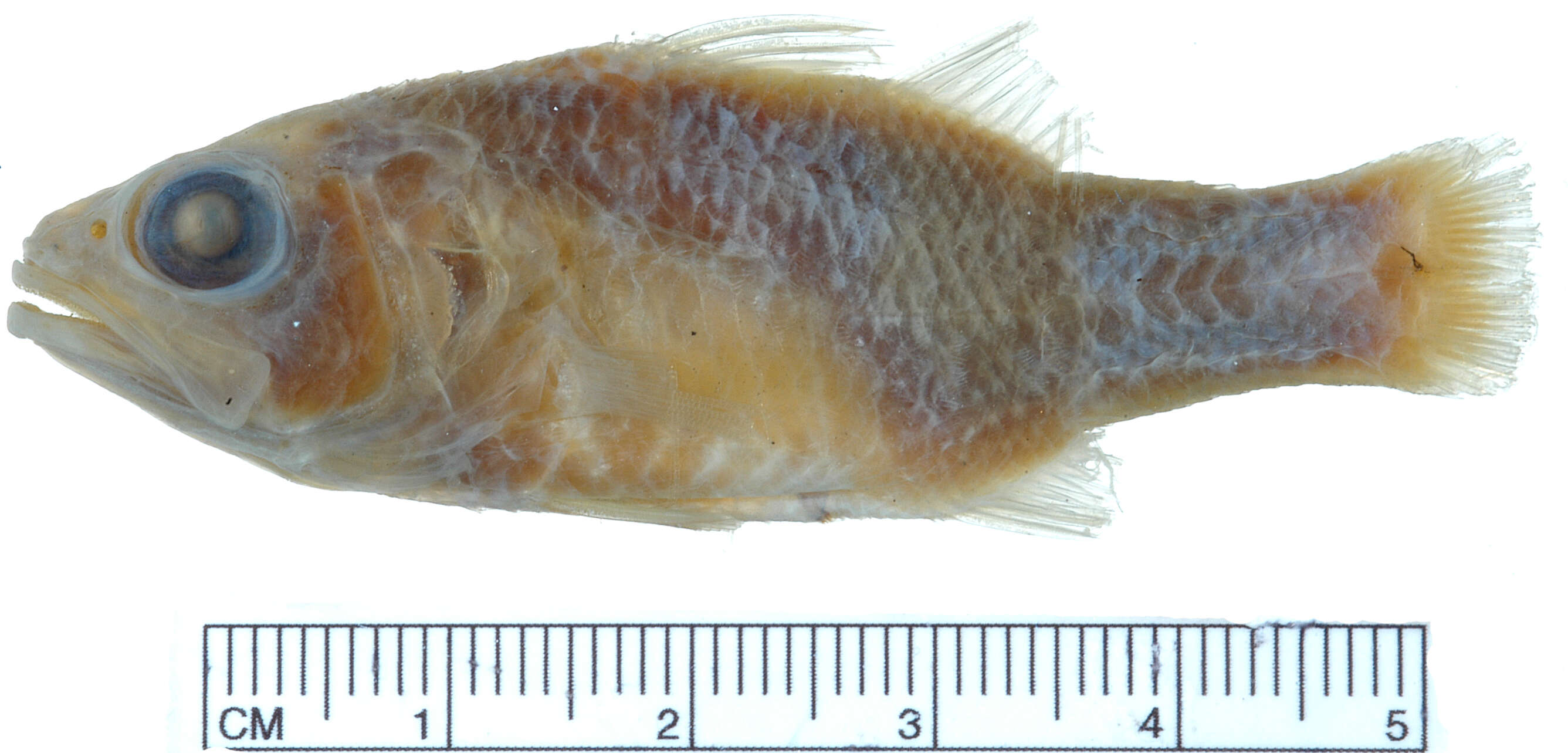 Image of Big red cardinalfish