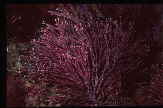 Image of Amphiroa anceps