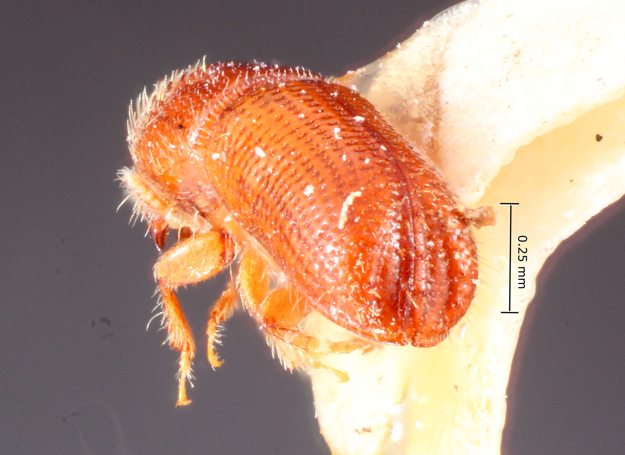 Image of Pityophthorus antillicus Bright 1981