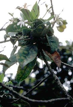 Imagem de Scaevola chamissoniana Gaud.