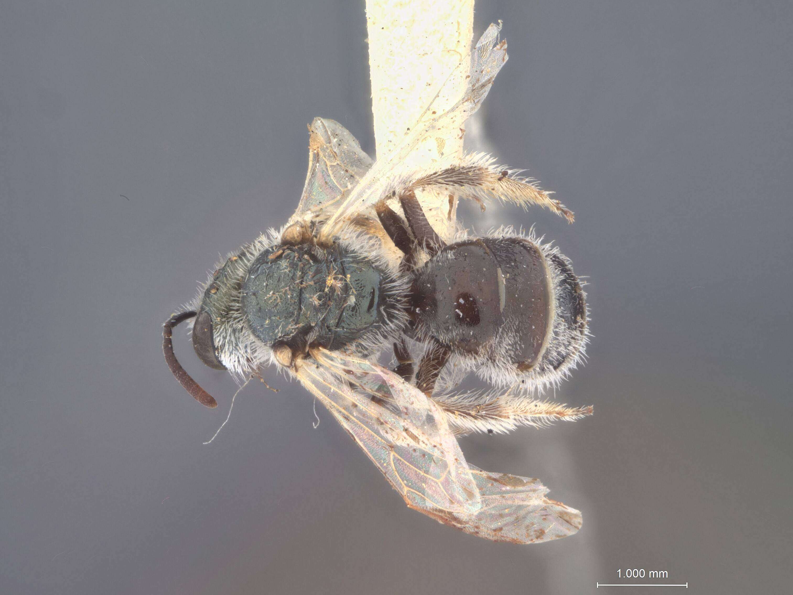 Image of Halictus